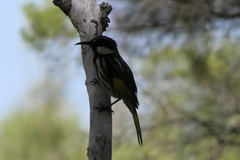 Phylidonyris niger gouldii