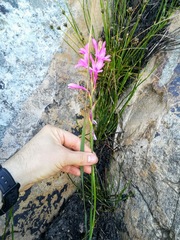 Watsonia paucifolia