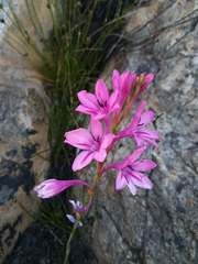 Watsonia paucifolia