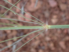 Eragrostis cylindriflora