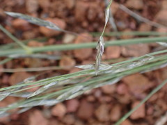 Eragrostis cylindriflora