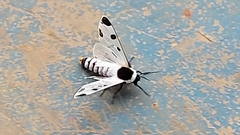 Dysschema boisduvallii