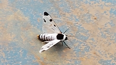 Dysschema boisduvallii