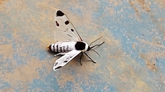 Dysschema boisduvallii