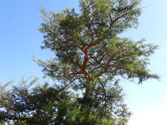 Vachellia sieberiana
