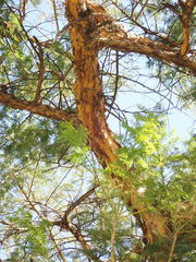 Vachellia sieberiana