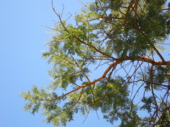 Vachellia sieberiana