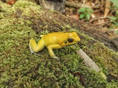 Phyllobates terribilis