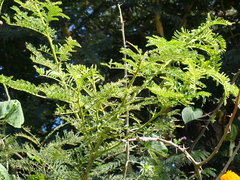 Vachellia sieberiana
