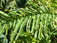 Vachellia sieberiana