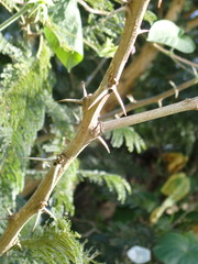 Vachellia sieberiana