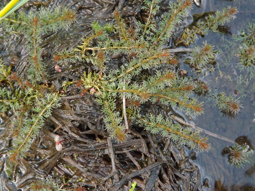 Myriophyllum ussuriense iNat (1)