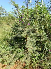 Vachellia karroo