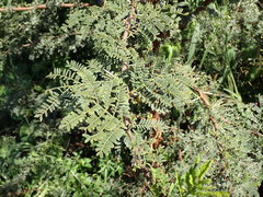 Vachellia karroo