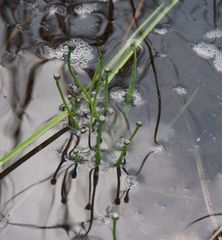 Eriocaulon chinorossicum