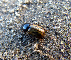 Chilothorax conspurcatus