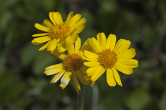 Tephroseris subscaposa