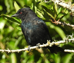 Notopholia corusca corusca