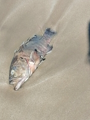 Cephalopholis panamensis