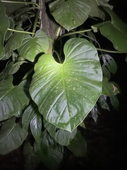 Philodendron hederaceum