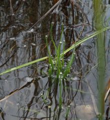 Eriocaulon chinorossicum