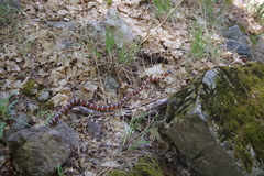 Lampropeltis knoblochi