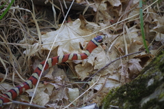 Lampropeltis knoblochi