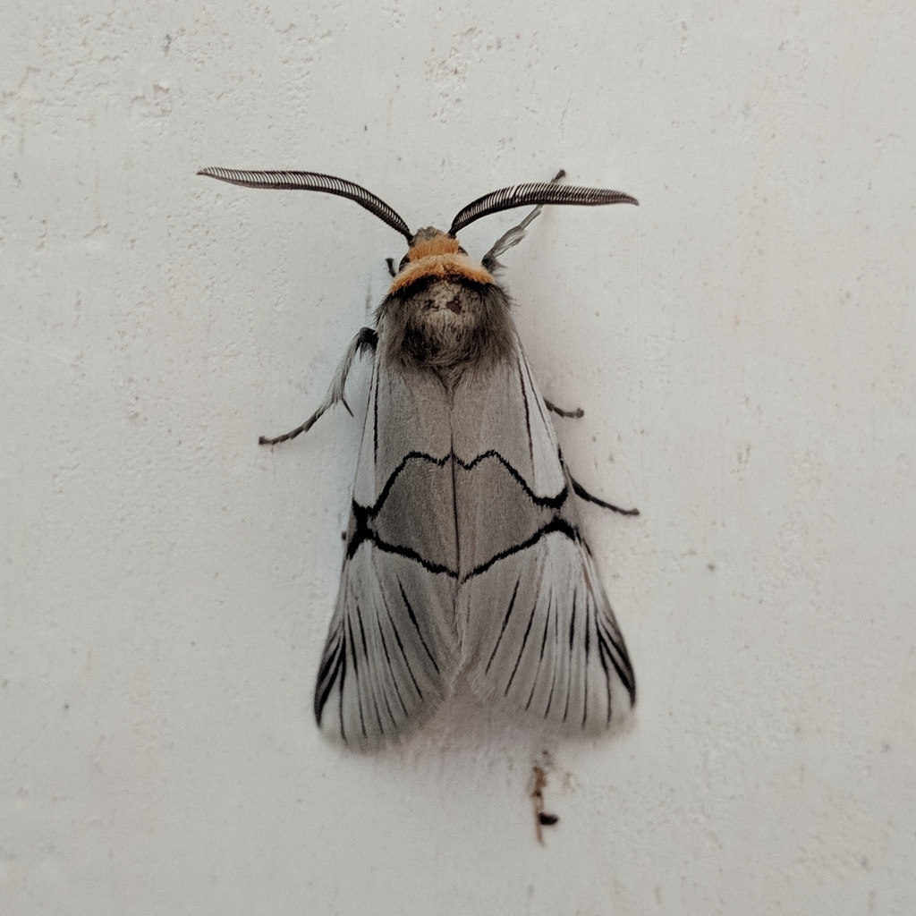 Oxythaphora delta