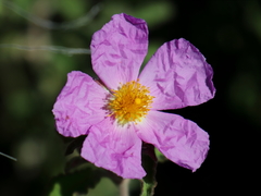 Cistus creticus