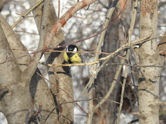 Parus major