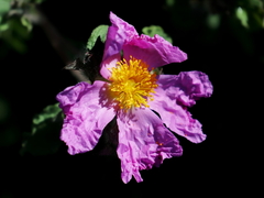 Cistus creticus