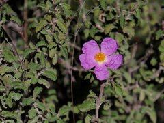 Cistus creticus