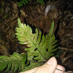 Pteris grevilleana