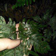 Pteris grevilleana