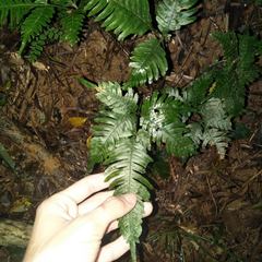 Pteris grevilleana