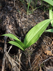 Gagea serotina