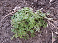 Chelidonium majus