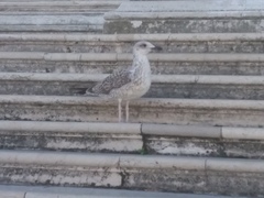 Larus michahellis