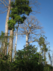 Cavanillesia platanifolia