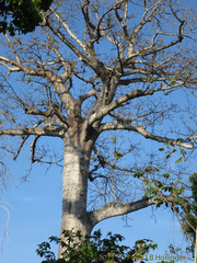 Cavanillesia platanifolia