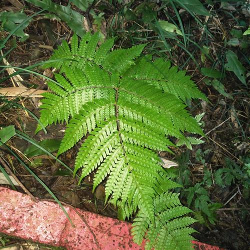 Pleocnemia cumingiana observed 2021-02-16