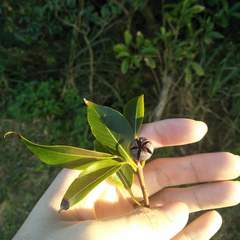 Schima superba kankaoensis