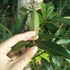 Schima superba kankaoensis