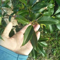 Schima superba kankaoensis