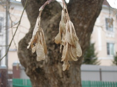 Acer negundo