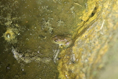 Limnonectes isanensis