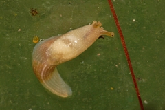 Urocyclinae