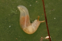 Urocyclinae