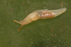 Urocyclinae