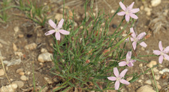Stephanomeria runcinata